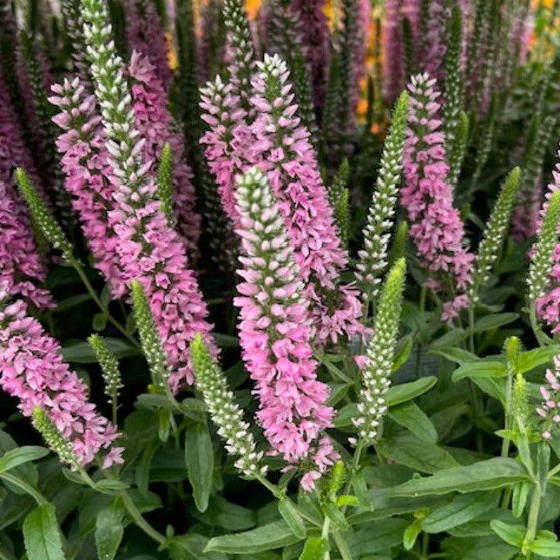 Mum Pink Veronica Dark Pink - View 11 from www redcrocus com