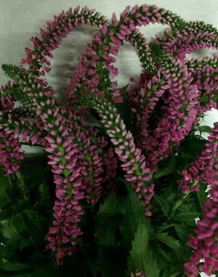 Mum Pink Veronica Dark Pink - View 13 from www redcrocus com