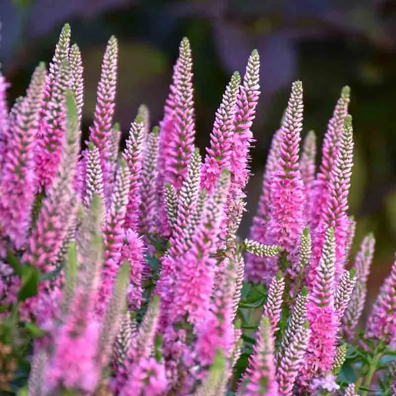 Mum Pink Veronica Dark Pink - View 14 from www redcrocus com