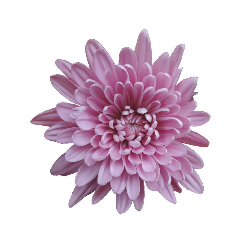 Mum Pink Veronica Dark Pink - View 17 from www redcrocus com