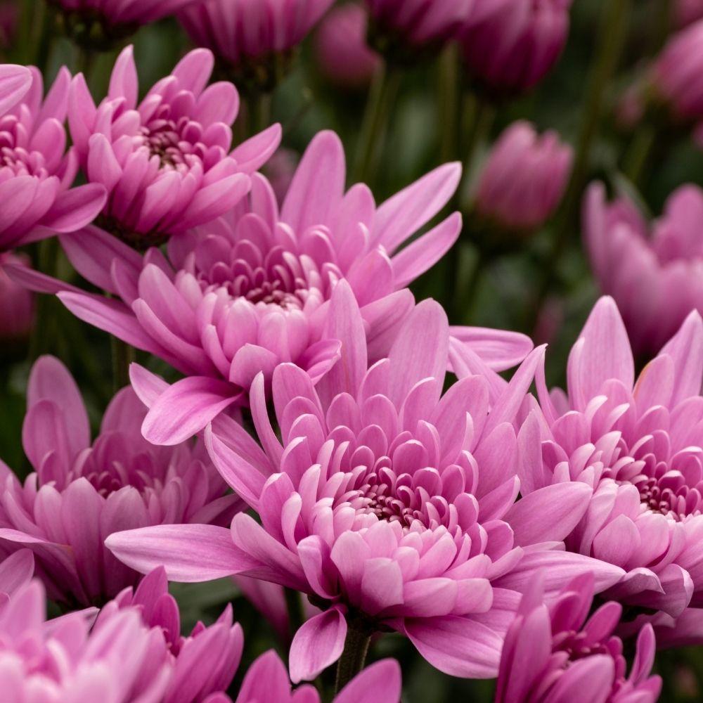 Mum Pink Veronica Dark Pink - View 18 from www redcrocus com