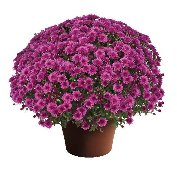 Mum Pink Veronica Dark Pink - View 1 from www redcrocus com