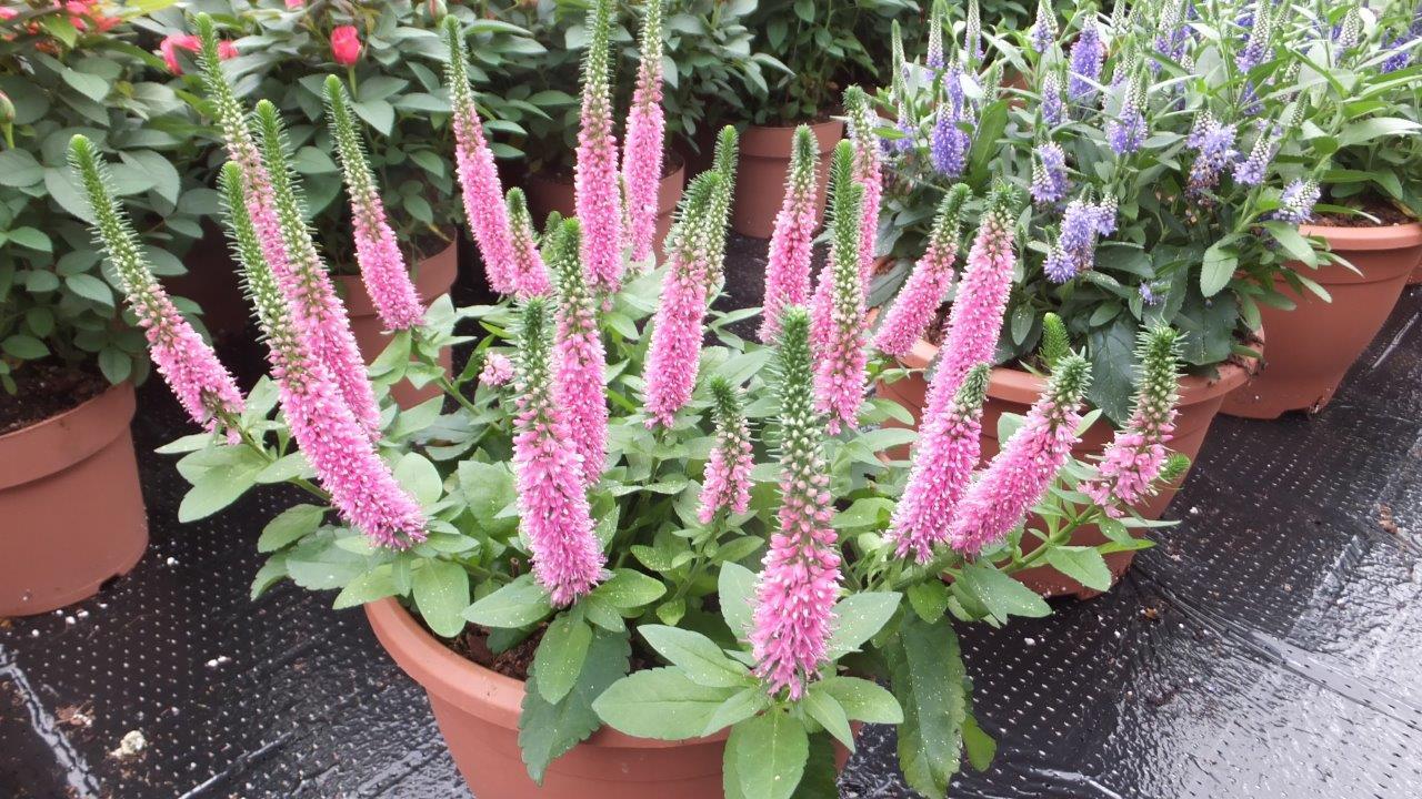 Mum Pink Veronica Dark Pink - View 6 from www redcrocus com