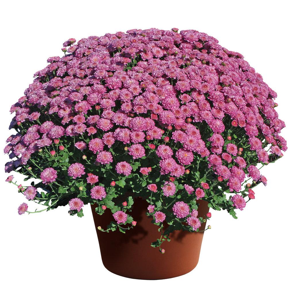 Mum Pink Veronica Dark Pink - View 8 from www redcrocus com