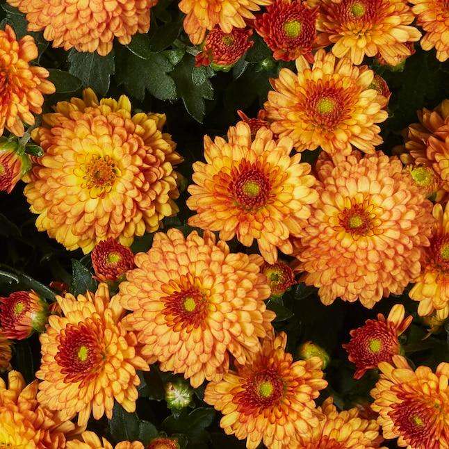Mum Orange Vigorelli Orange - View 12 from www redcrocus com