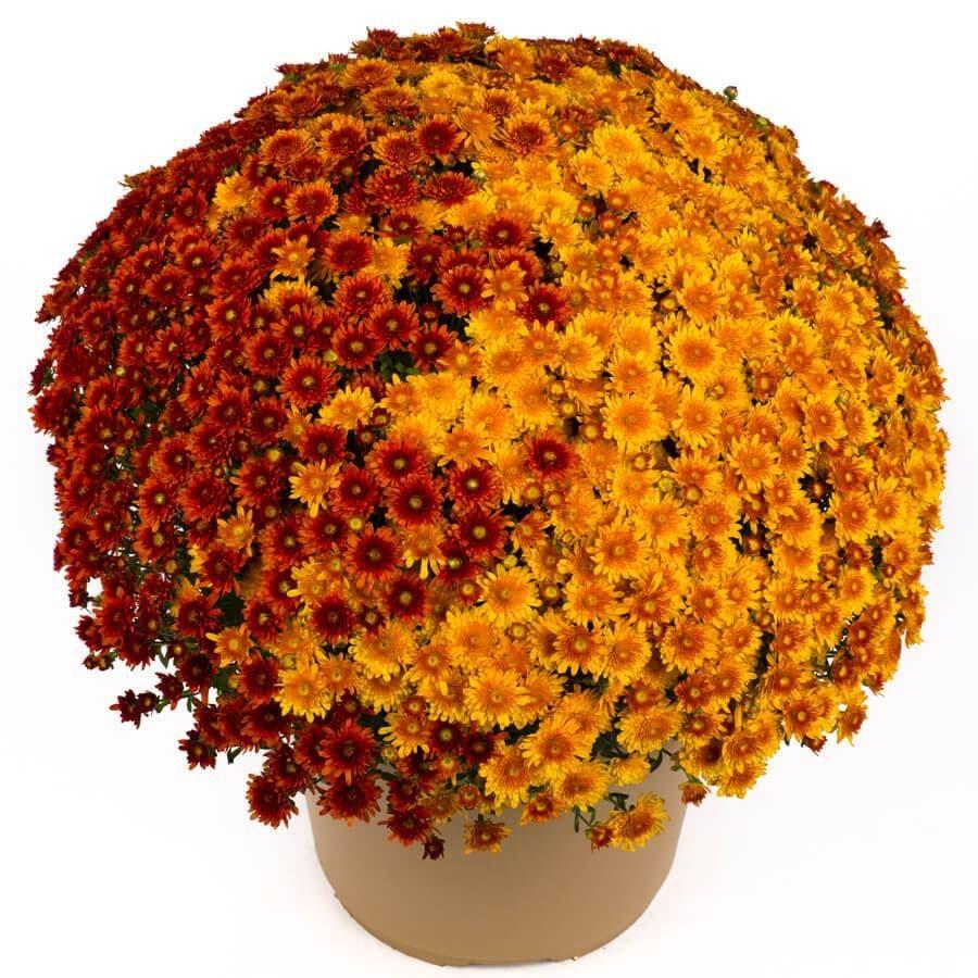 Mum, Bronze Beverly Dark Bronze - View 7 from www redcrocus com
