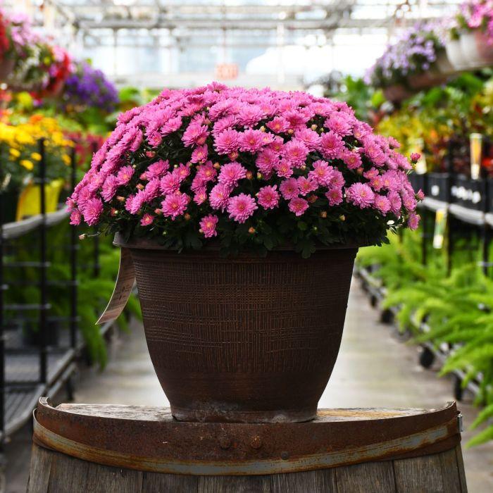 Hmptpink Mum, Pink - View 4 from www redcrocus com