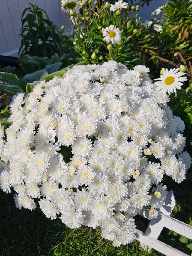 Hmptwhite Mum, White - View 8 from www redcrocus com