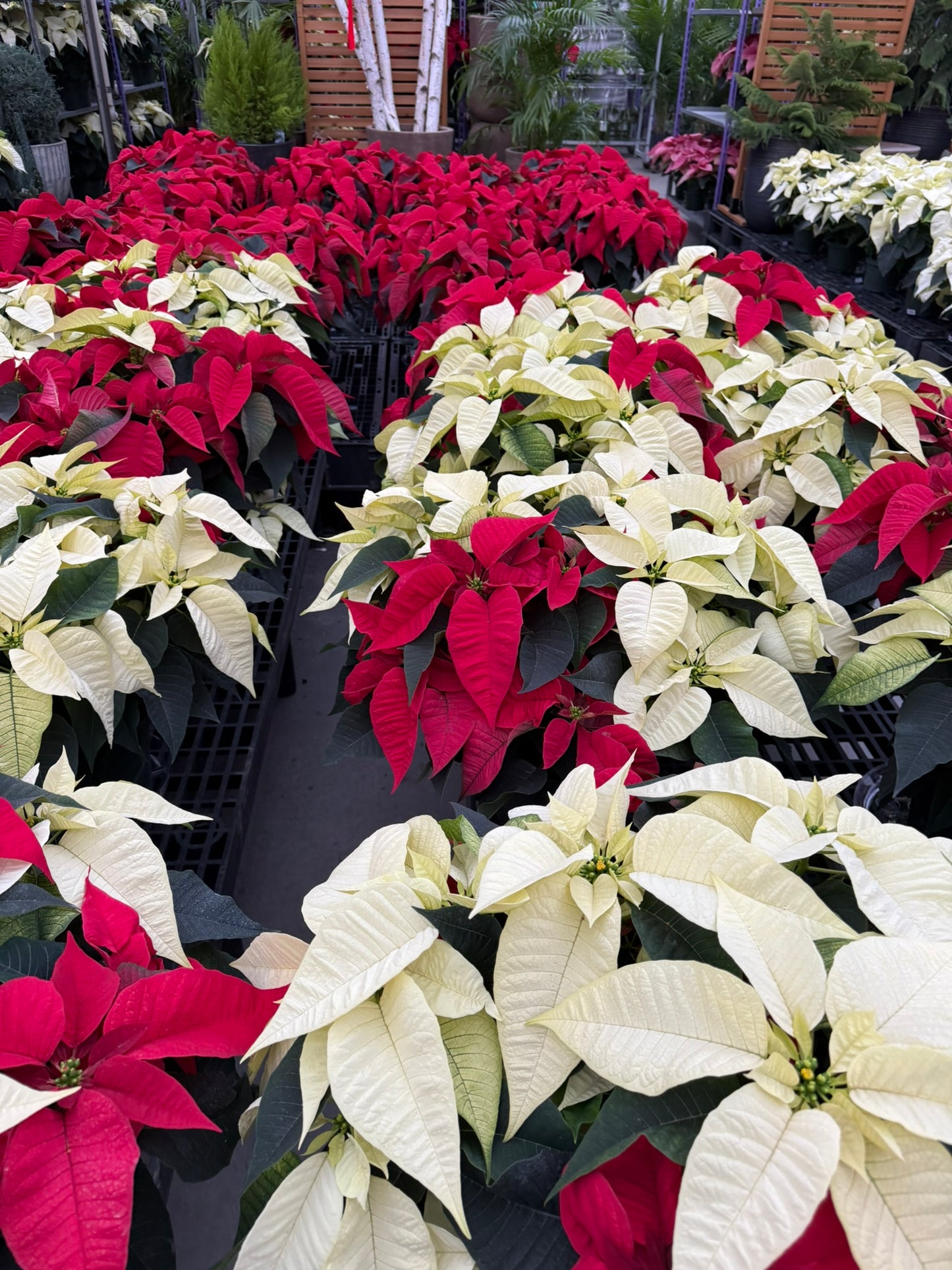 White Poinsettia 8" Pot (Pack of 4)