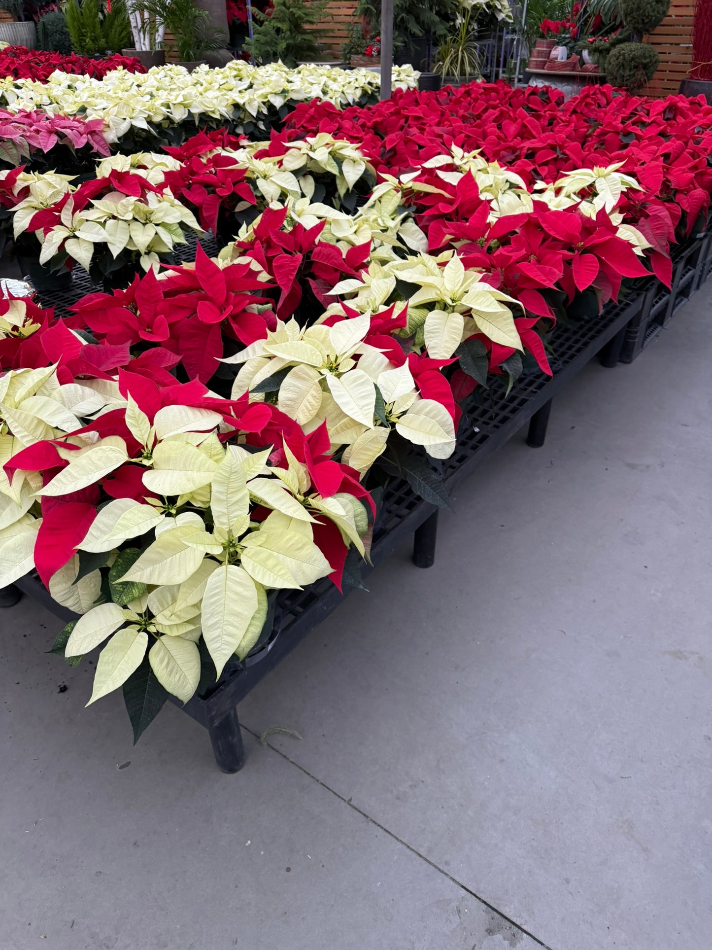 White Poinsettia 6" Pot (Pack of 4)
