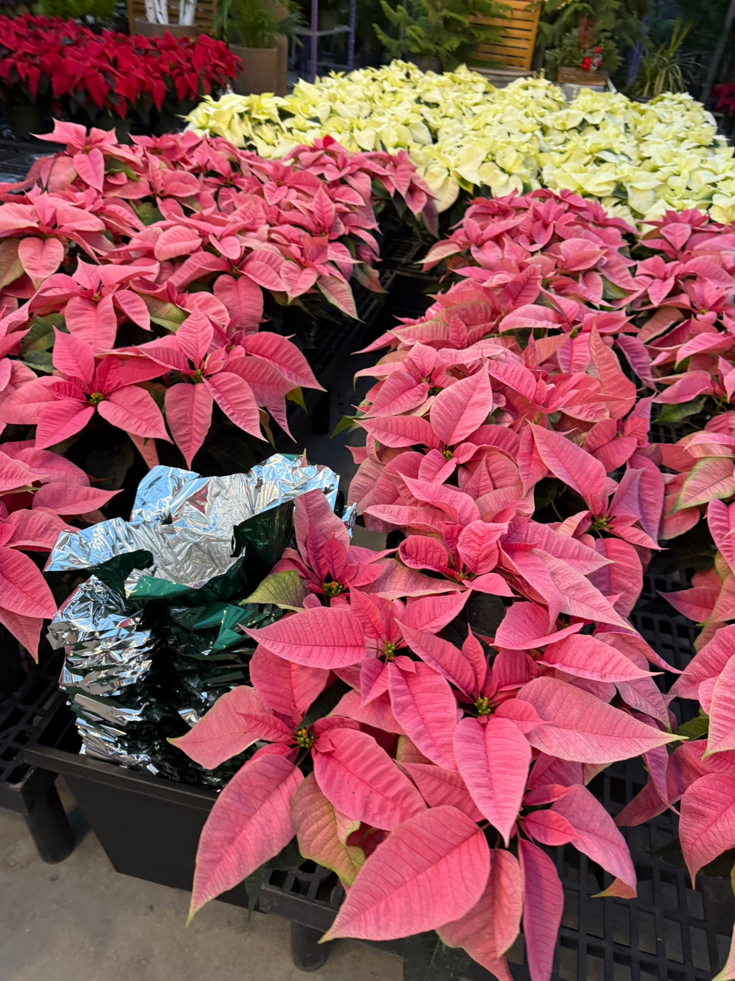 Pink Poinsettia 6" Pot (Pack of 4)