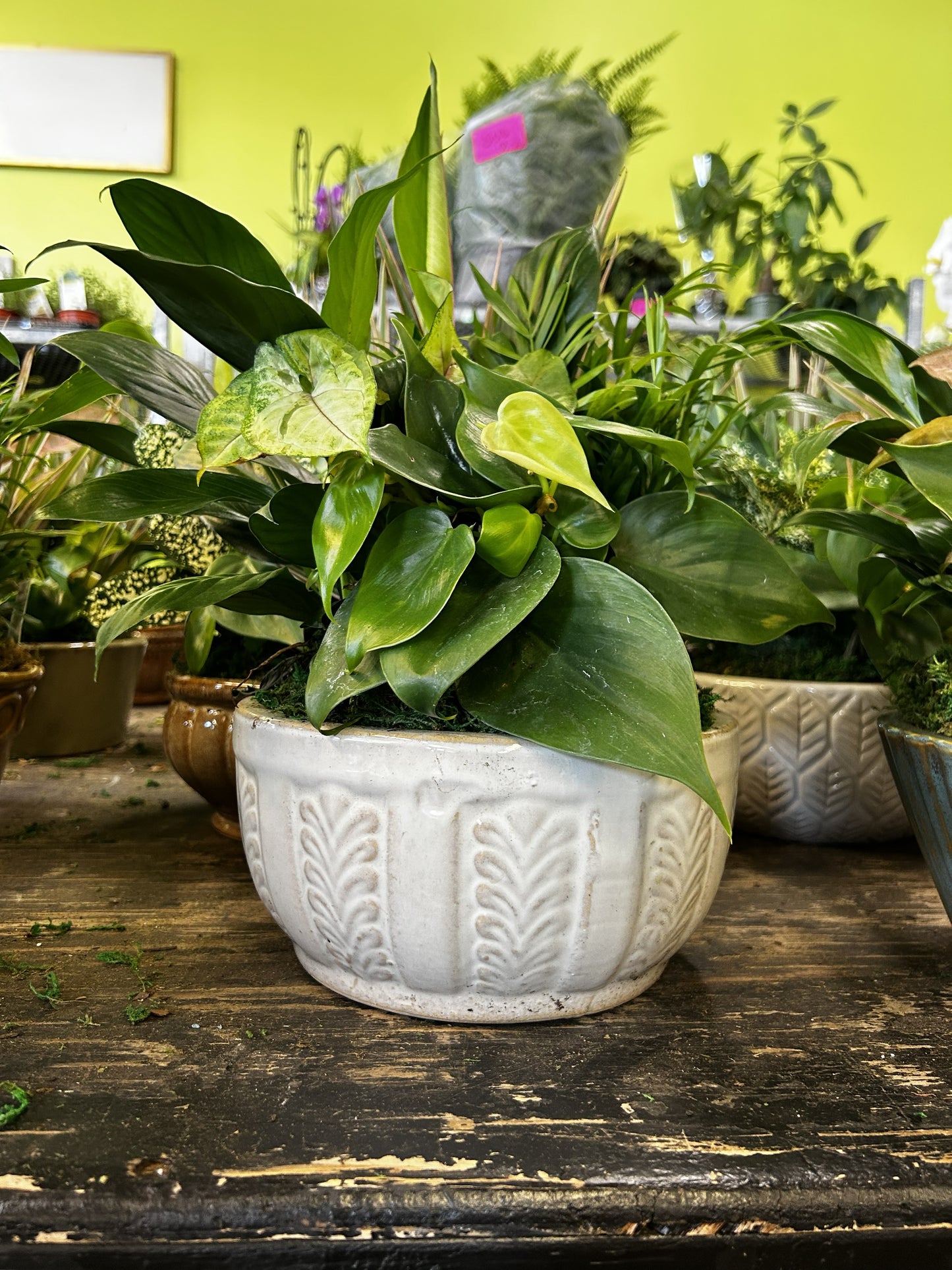 Tranquility Bowl - Assorted Indoor Live Tropical Mix 10" Pot