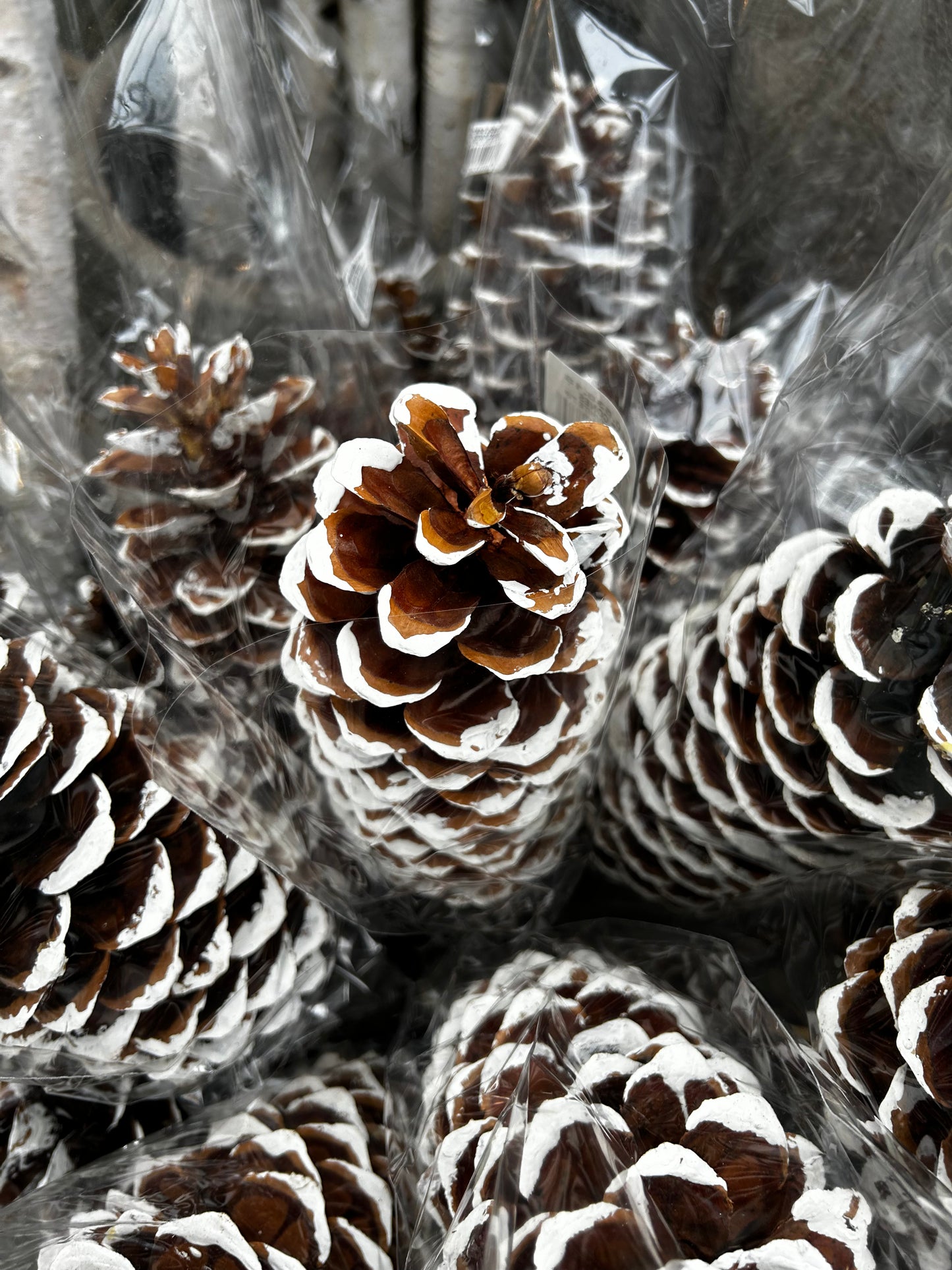 Cones, Sugar, White Tip (XMNP648) Each