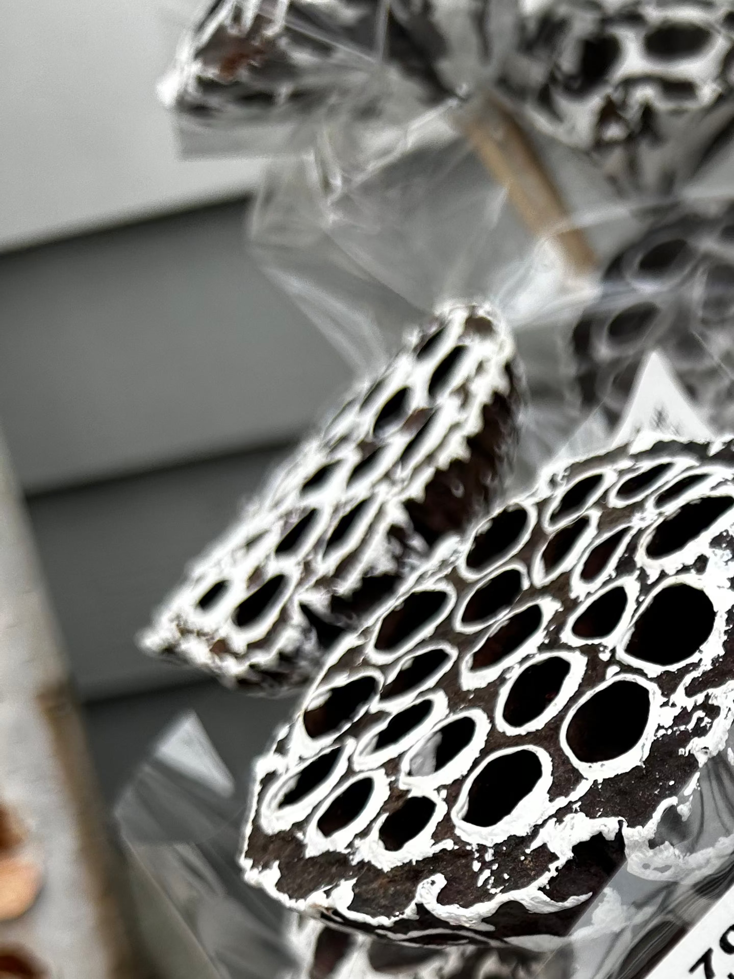 Accents, Lotus Pods, White Tip (XMNP929) Each