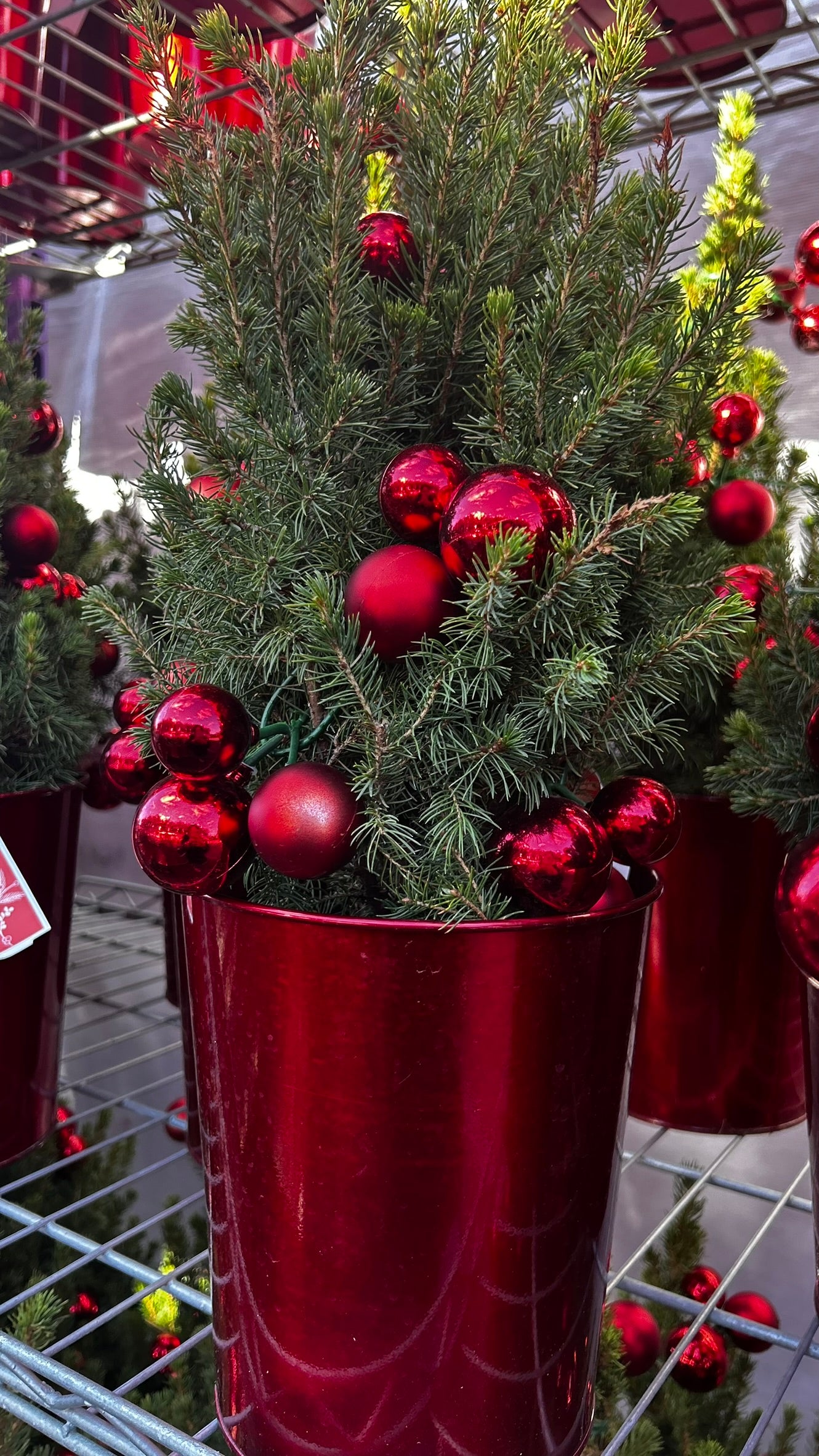 Picea glauca 'Conica' Decorated Red Pot 1 Gallon (Pack of 1)