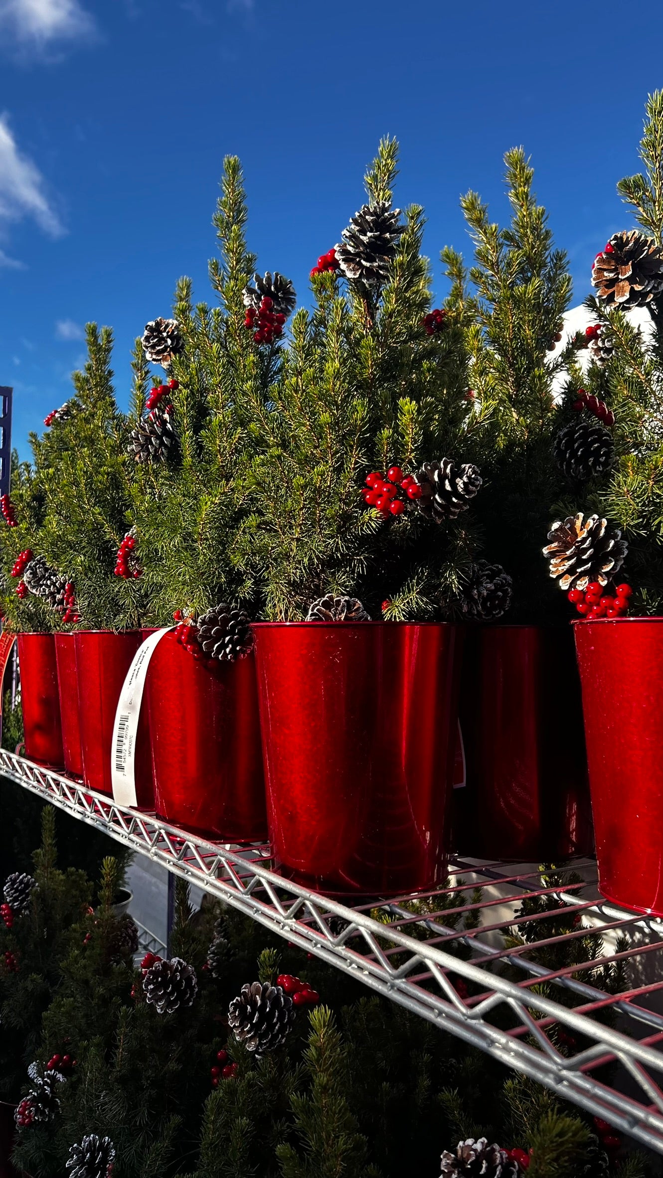 Picea glauca 'Conica' Decorated with Cones Red Pot 1 Gallon (Pack of 1)