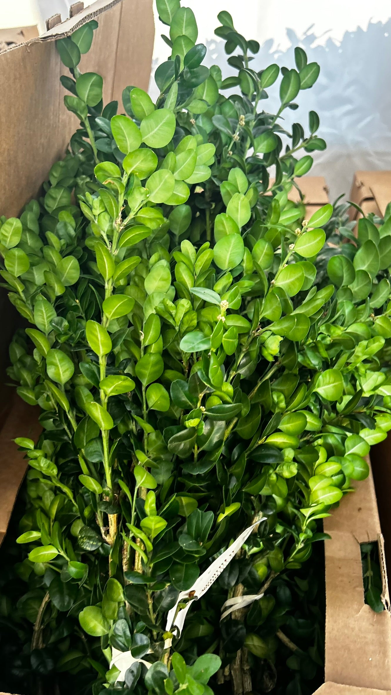 Bunch Greens, German in Boxwood, 1.5 lbs Case (Pack of 15)