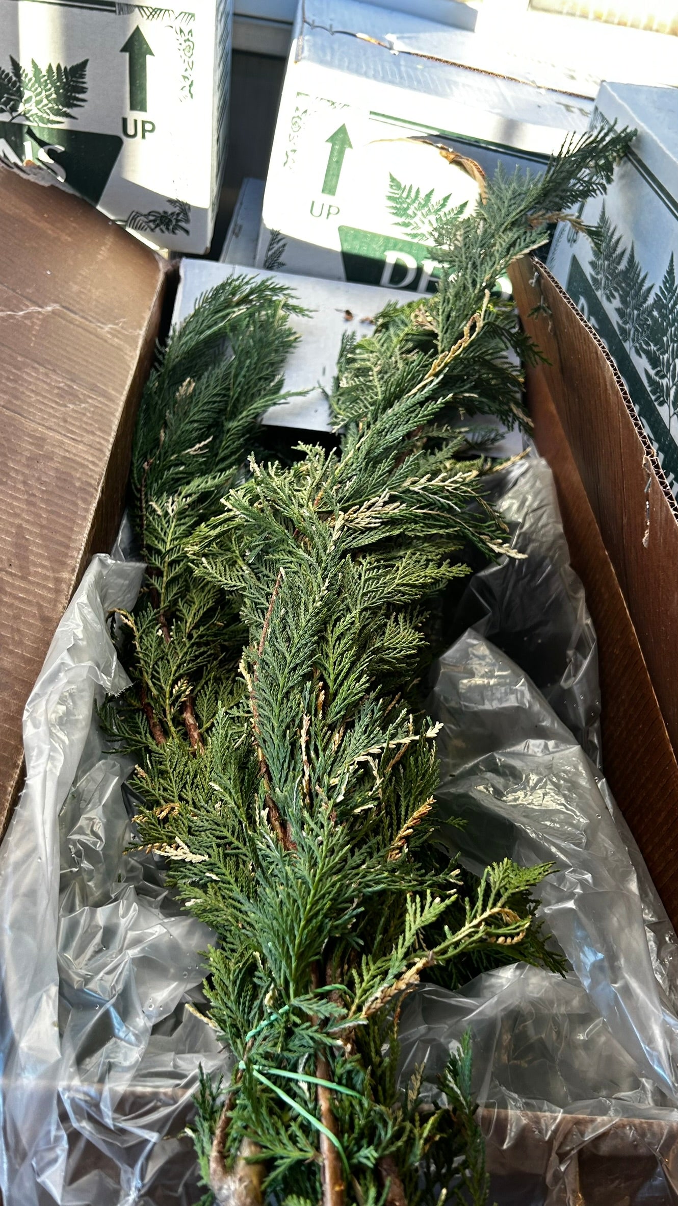 RedCrocus Variegated Leyland Cypress Bunch Greens — 1–1.25 lb Each, Case Pack 15 (PK 15) | Natural Holiday Greenery for Wreaths, Garlands, Centerpieces, Mantel & Gift Wrapping Case (Pack of 15)