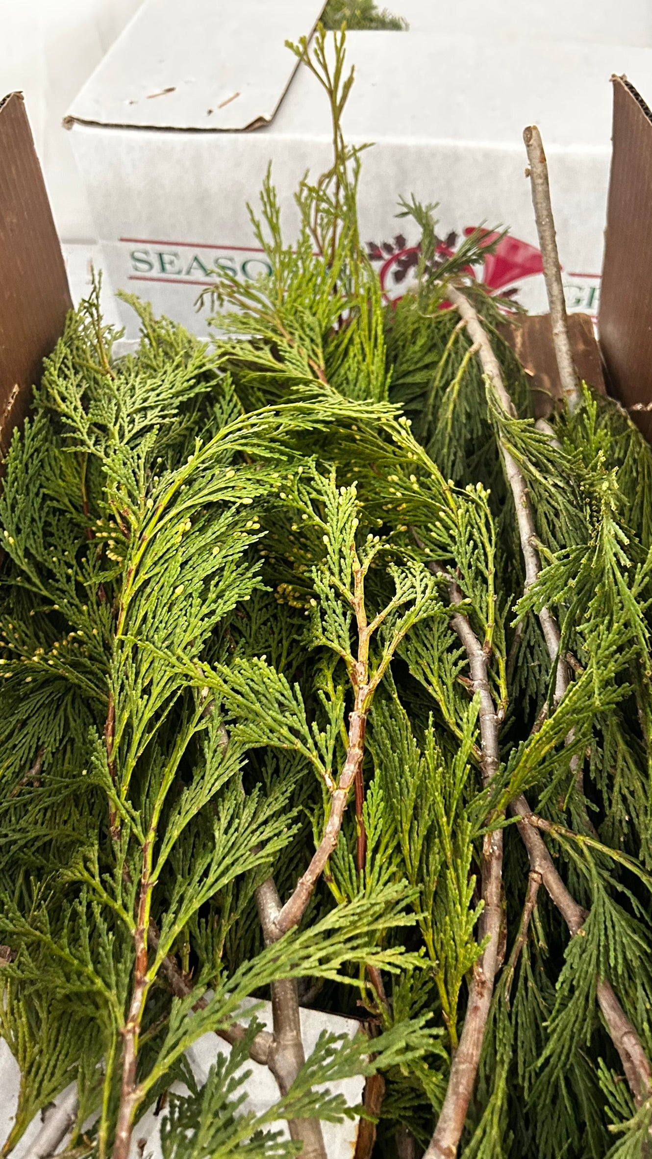 RedCrocus Incense Cedar Bunch Greens - 1.25 lb - Case Pack of 20 - Natural Holiday Greenery for Wreaths, Garlands, Centerpieces, Mantels - Indoor/Covered Outdoor - SKU XMGR33 Case (Pack of 20)