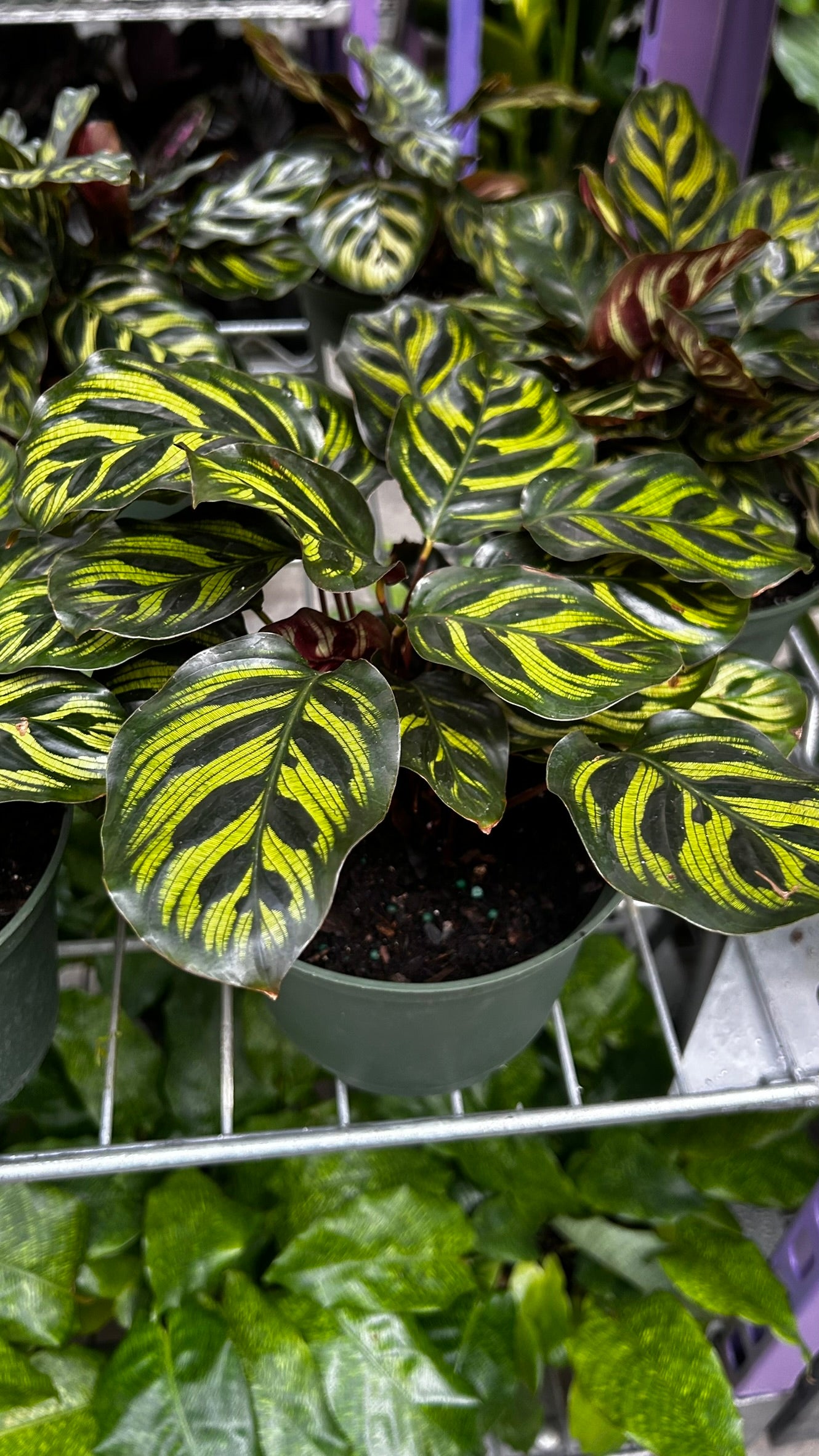 RedCrocus Peacock Plant Calathea makoyana Indoor Plant Decorative Foliage Bright Indirect Light Rich Soil Pet Safe Humidity 6" Pot
