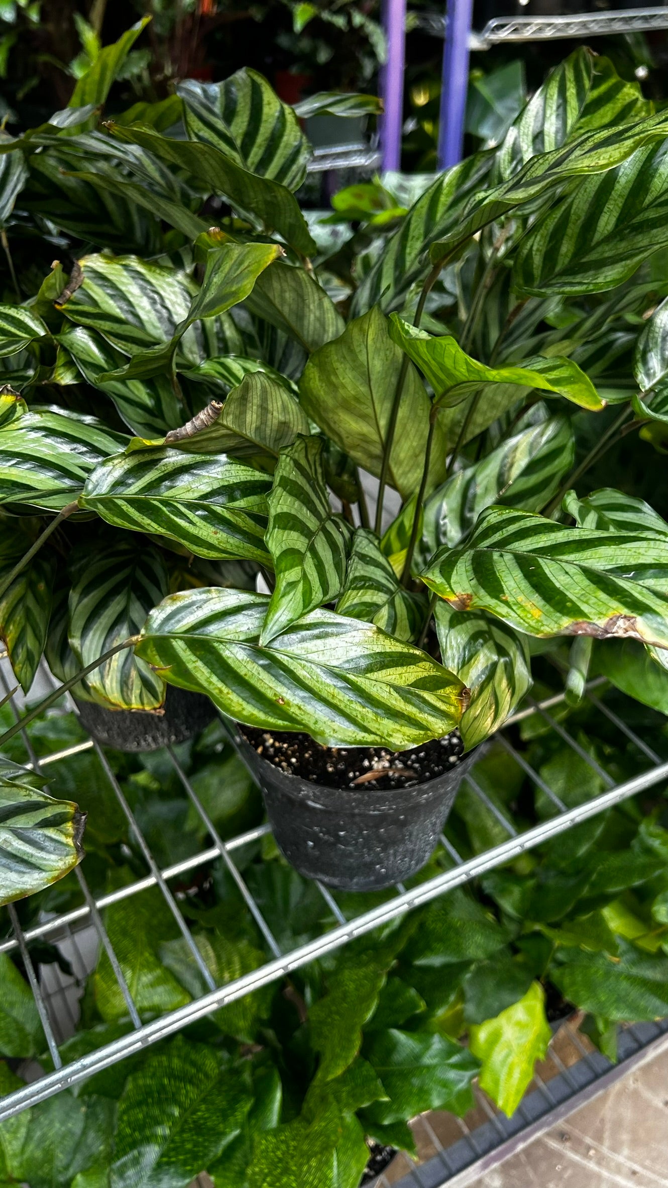 RedCrocus Freddie's Prayer Plant- Calathea 'Freddie' Tropical Houseplant with Striking Foliage, Indoors, Pet & Deer Resistant, Humidify & Care Tips Included 6" Pot