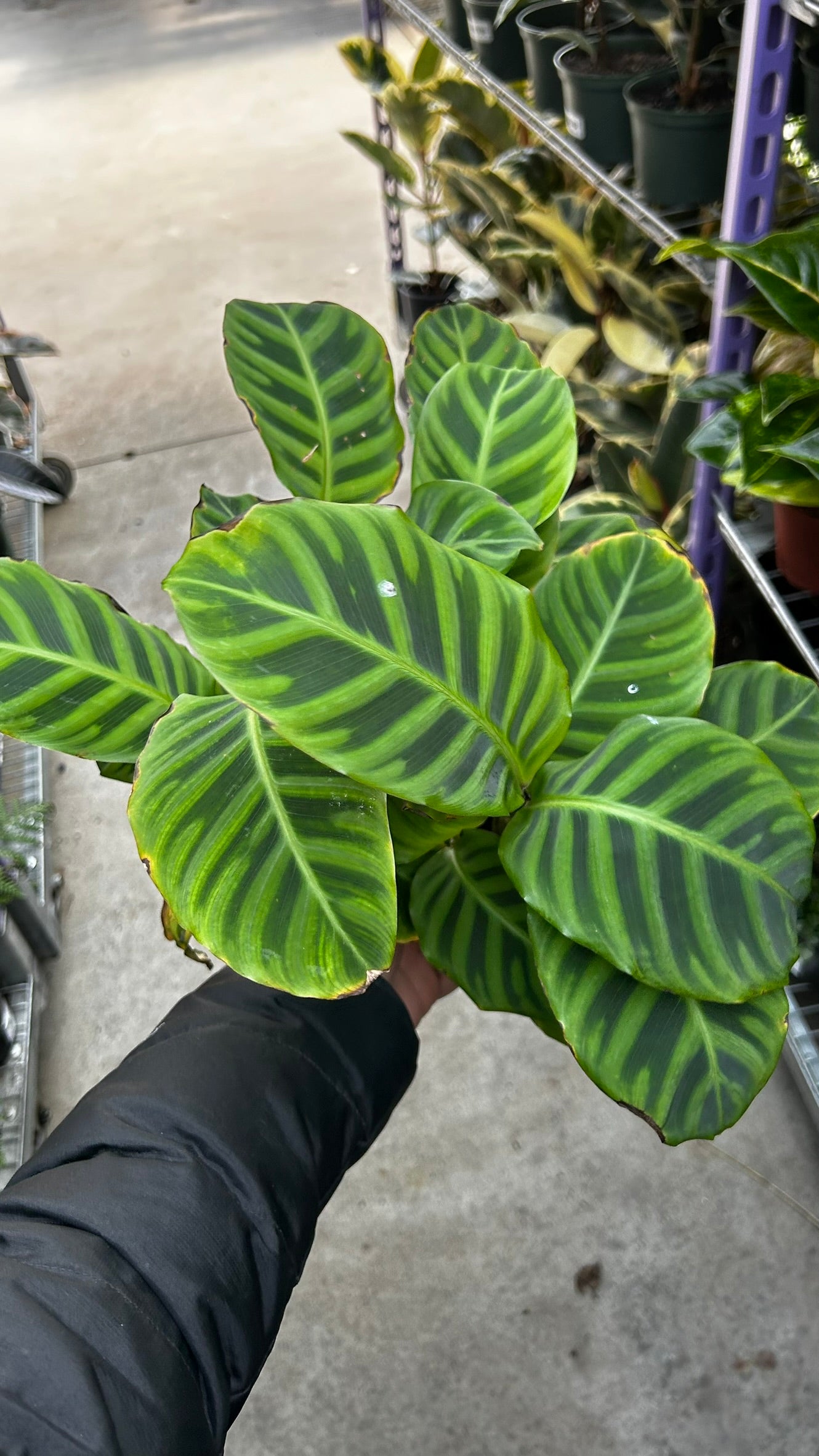 RedCrocus Zebra Plant Calathea zebrina Indoor Foliage Plant- Striking Patterned Leaves, Pet & Indoor Friendly, Container & Cut Foliage Use 6" Pot