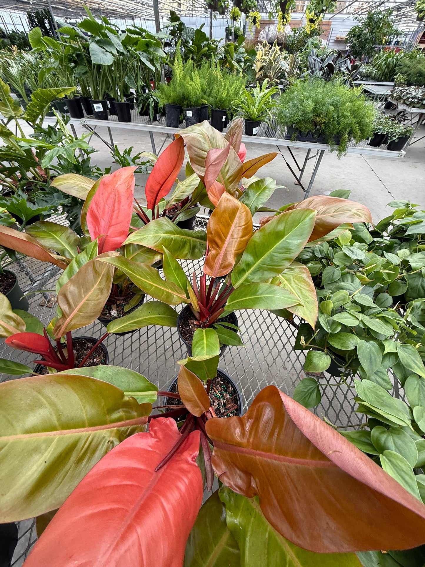 Philodendron Large Plant Bundle