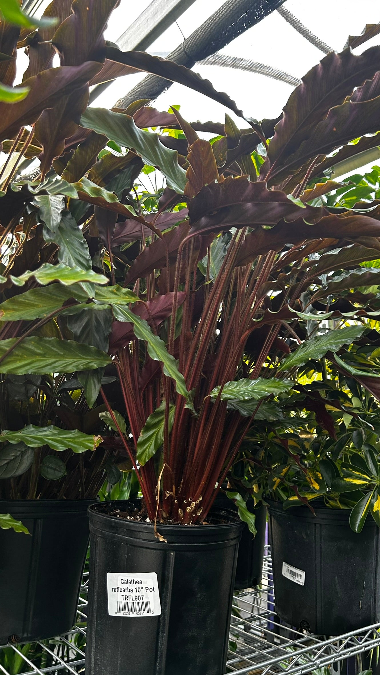 Velvet Prayer Plant Calathea rufibarba- Stunning indoor plant with velvety, patterned leaves, perfect for shaded spaces and container gardening in USDA zones 10-11 10" Pot