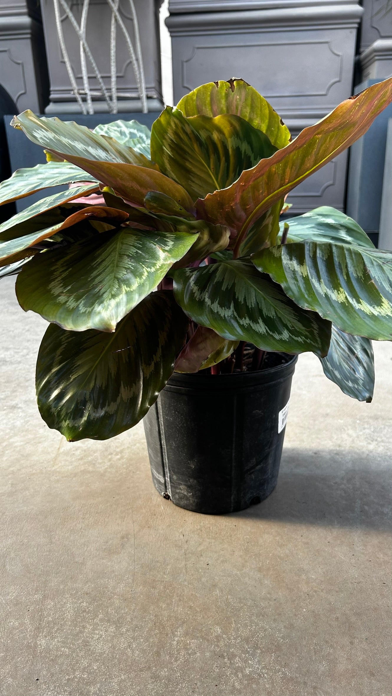 RedCrocus Medallion Prayer Plant Calathea: Indoor Foliage Plant, Bright Indirect Light, Moist Soil, High Humidity, Pet Warning 10" Pot