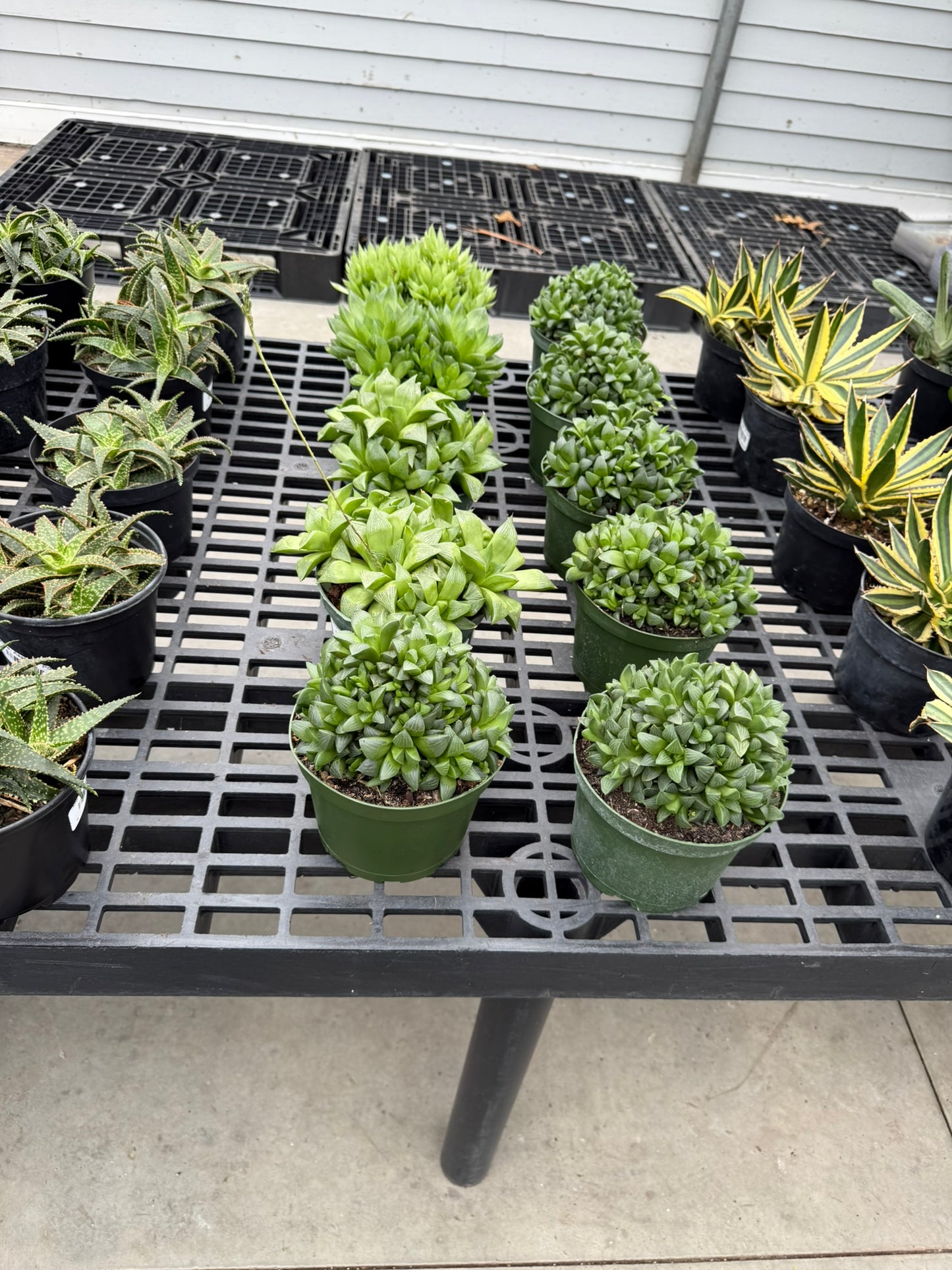 RedCrocus Assorted Haworthia Succulents- Easy-Care Indoor Plant for Windowsills, Cacti & Rock Gardens, Pet-Friendly, Low Maintenance, Green Fleshy Leaves 6" Pot