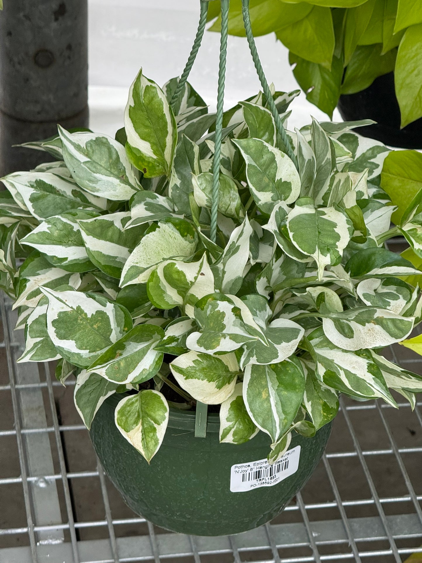 Tropicals Hanging Basket Bundle