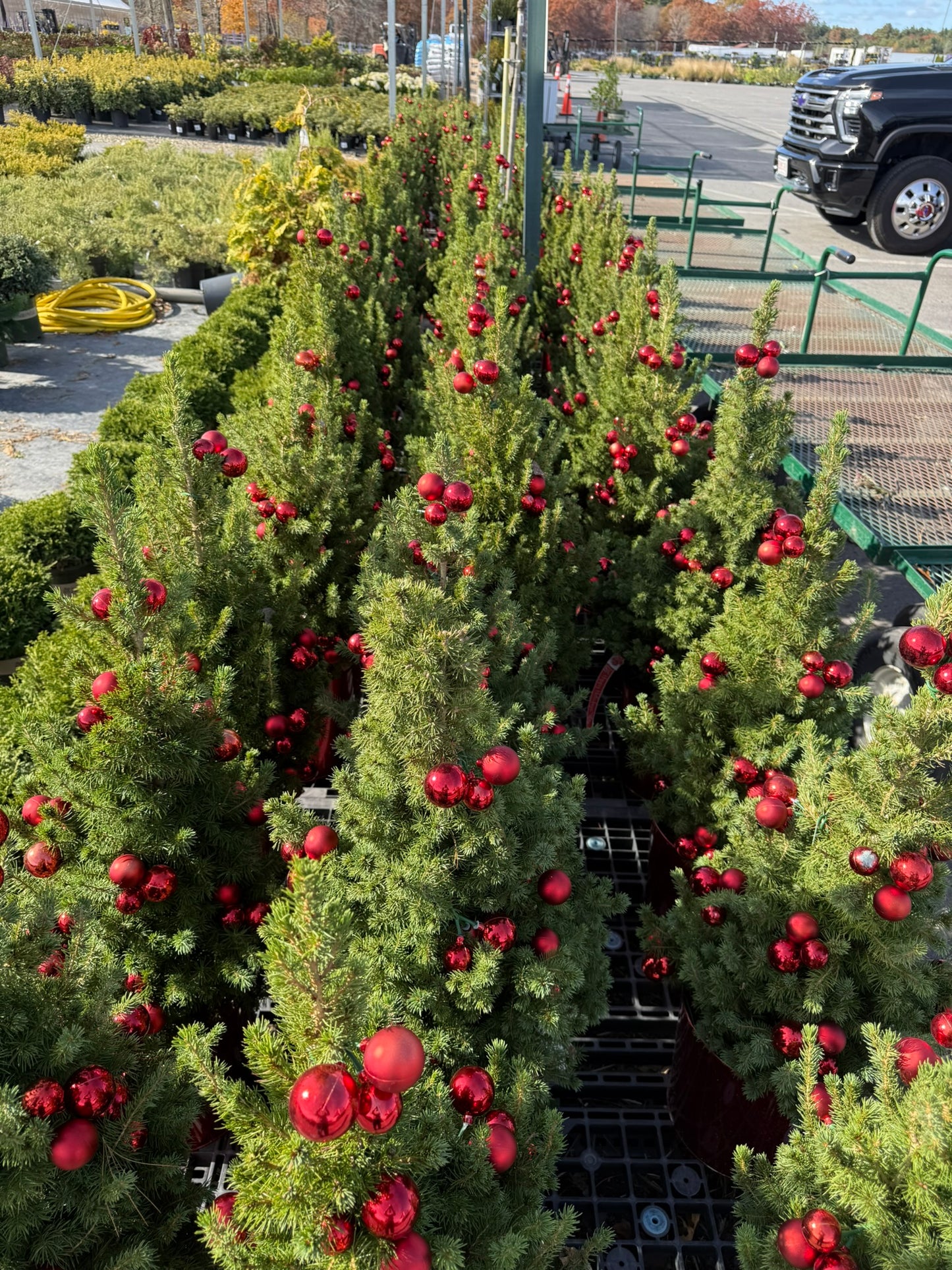Picea glauca 'Conica' Decorated Red Pot 2 Gallon (Pack of 1)