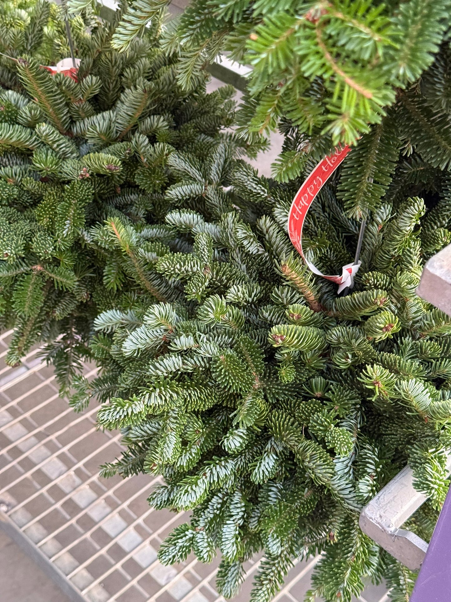 Kissing Ball, 14" Balsam/Fraser Fir, Burgundy Each