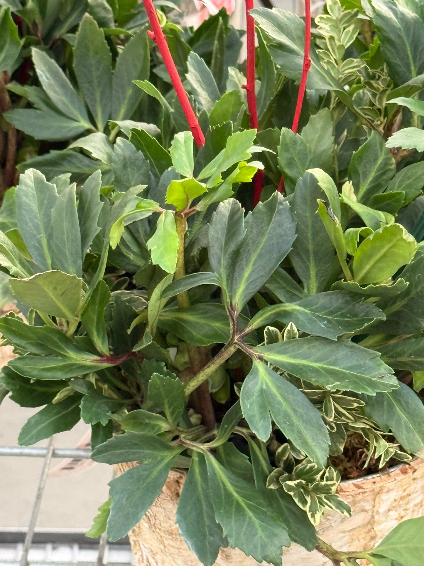 Plant, Helleborus, Assorted 6" Pot (Each)