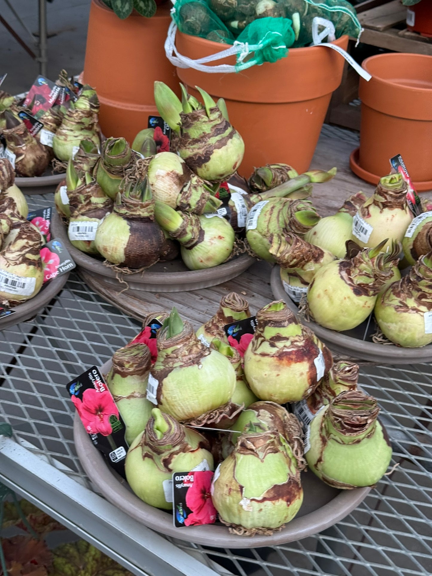 Bulb, Amaryllis 'Cape Horn', Pink and White Each