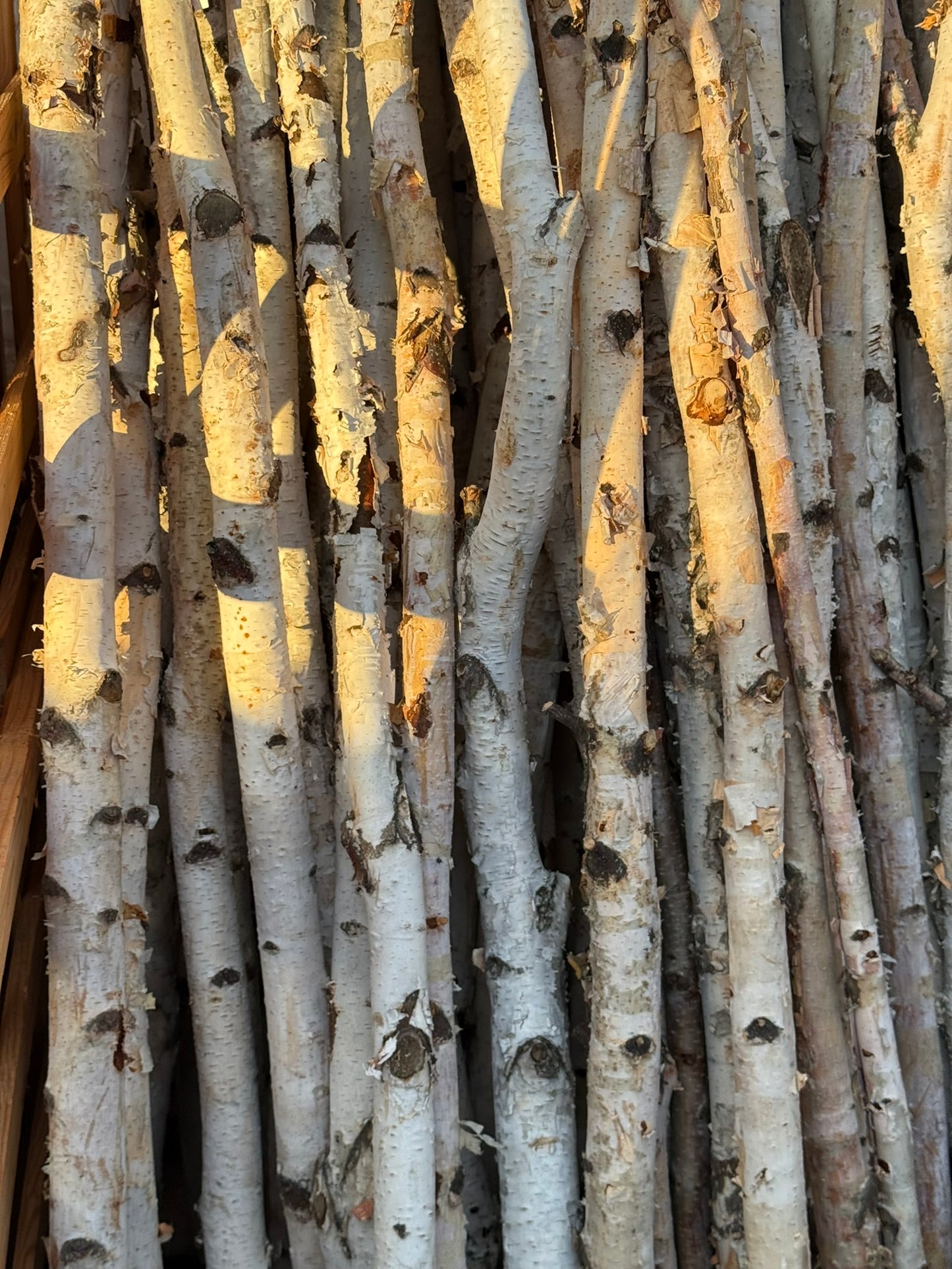 Poles, Birch Pole, Set of 3, 1" x 18" Bunch