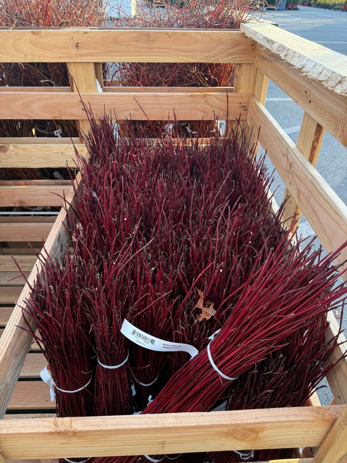 Branch, Red Twig Dogwood, 3-4' (10 Branches/Bunch, 10 Bunches/Bundle) Pack of 10