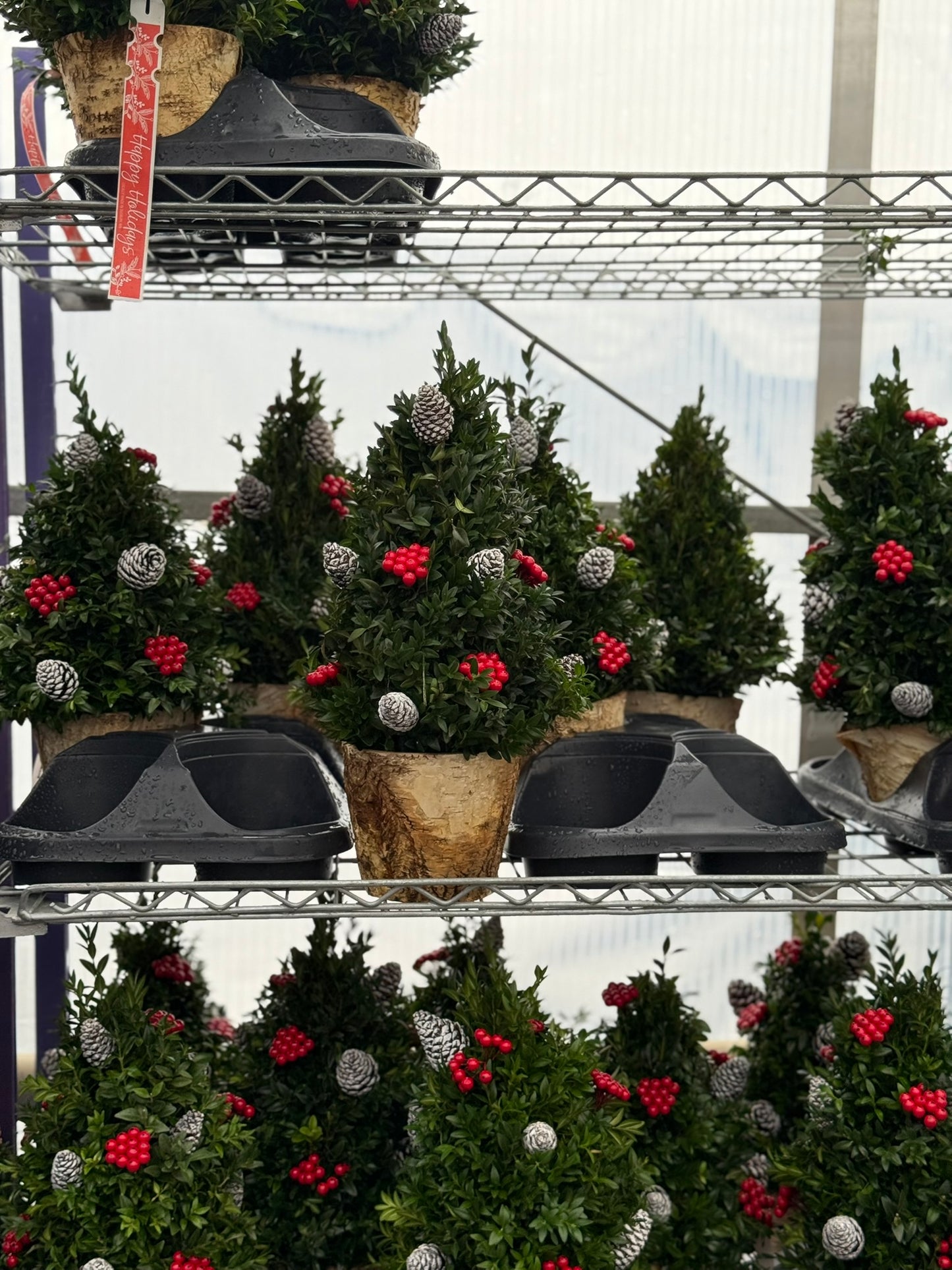 Boxwood Tree, Decorated with Natural Ornaments 1 Gallon (Each)