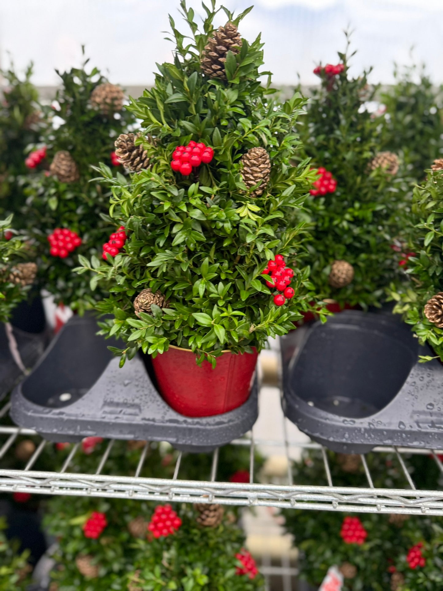 Boxwood Tree, Decorated with Gold Ornaments Each