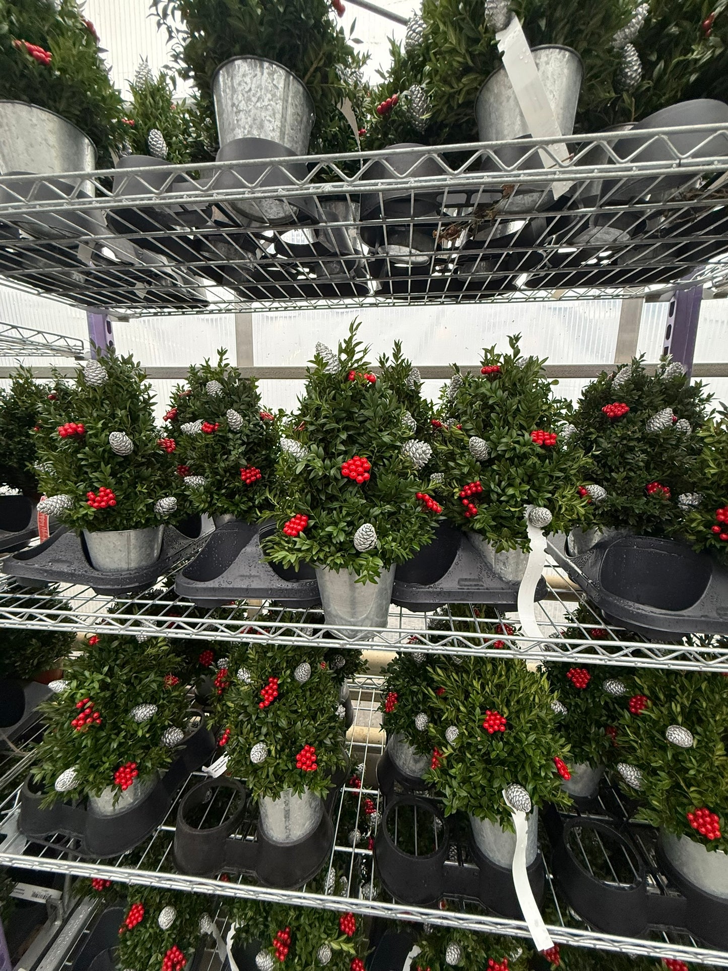 Boxwood Tree, Decorated with Silver Ornaments Each