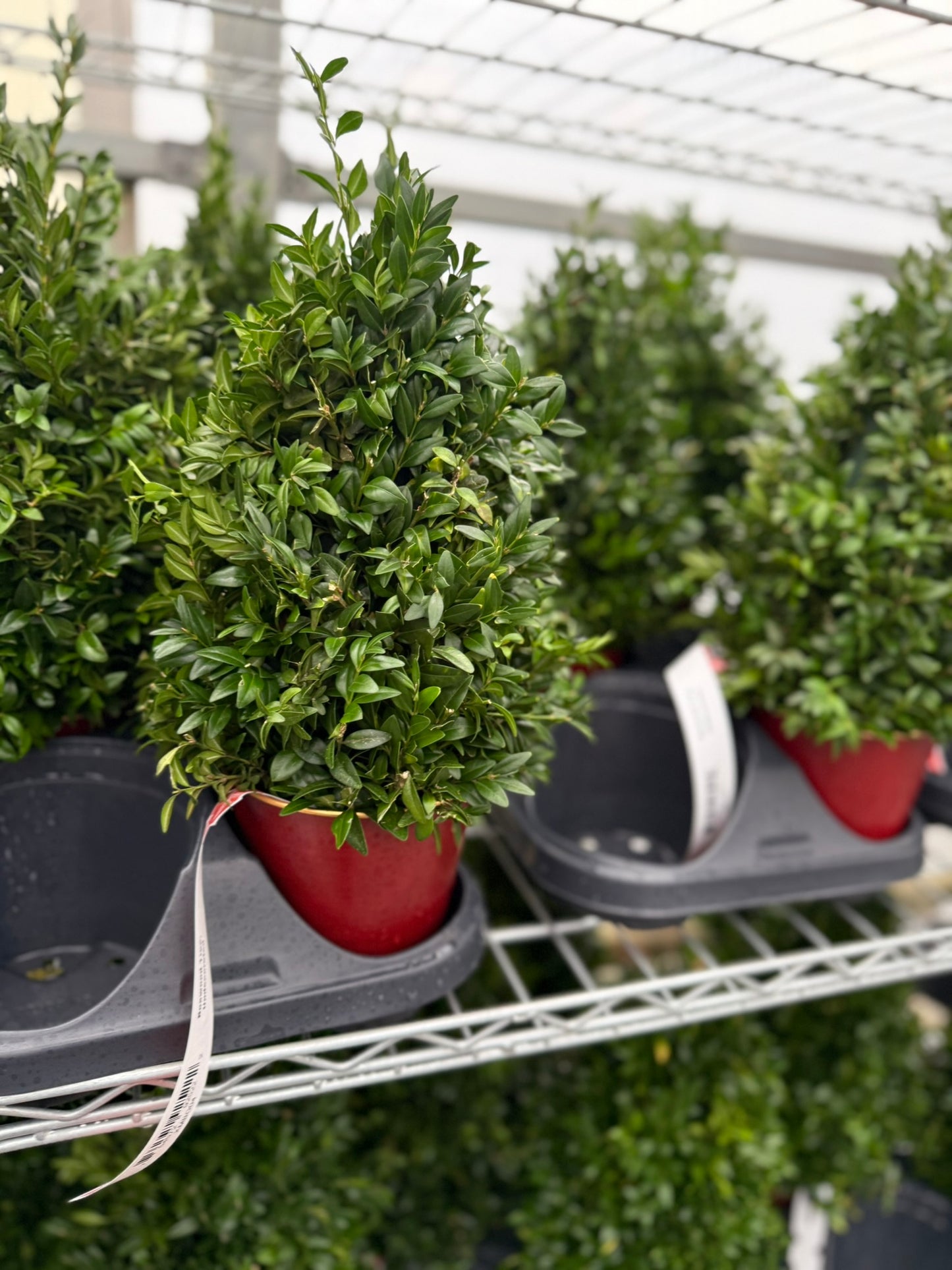 Boxwood Tree, Undecorated Each