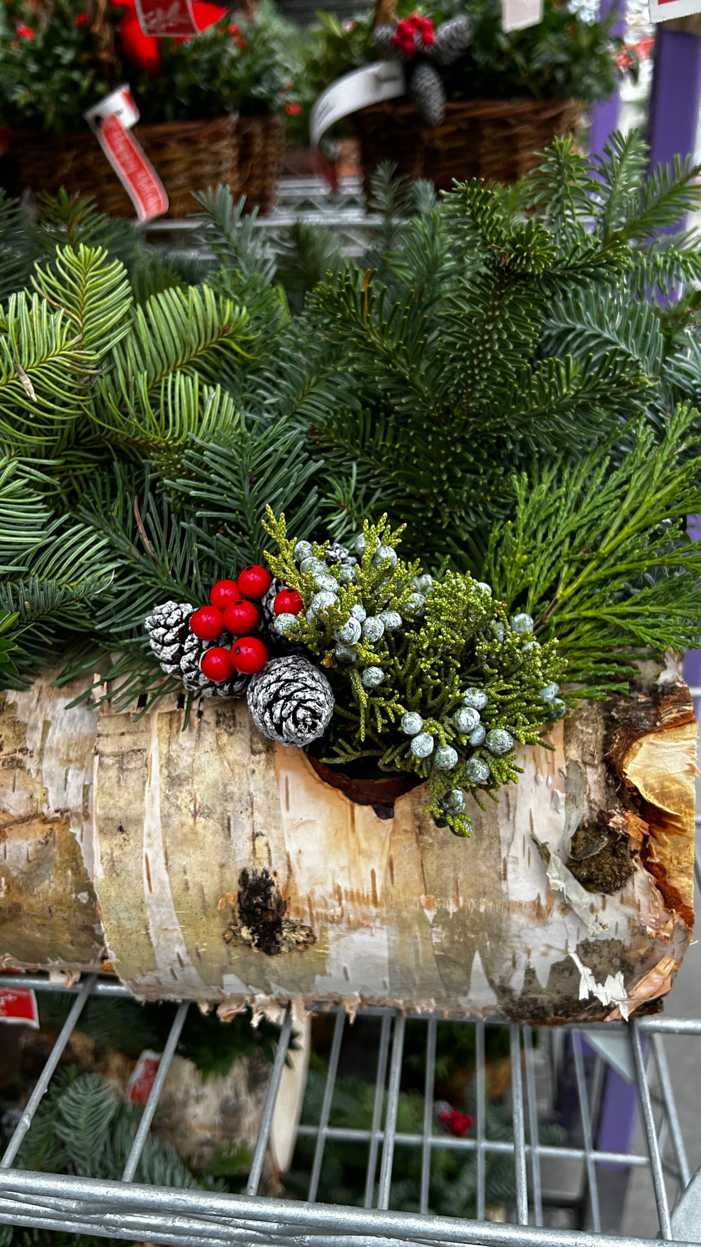 Planter, 6" Birch Log Each