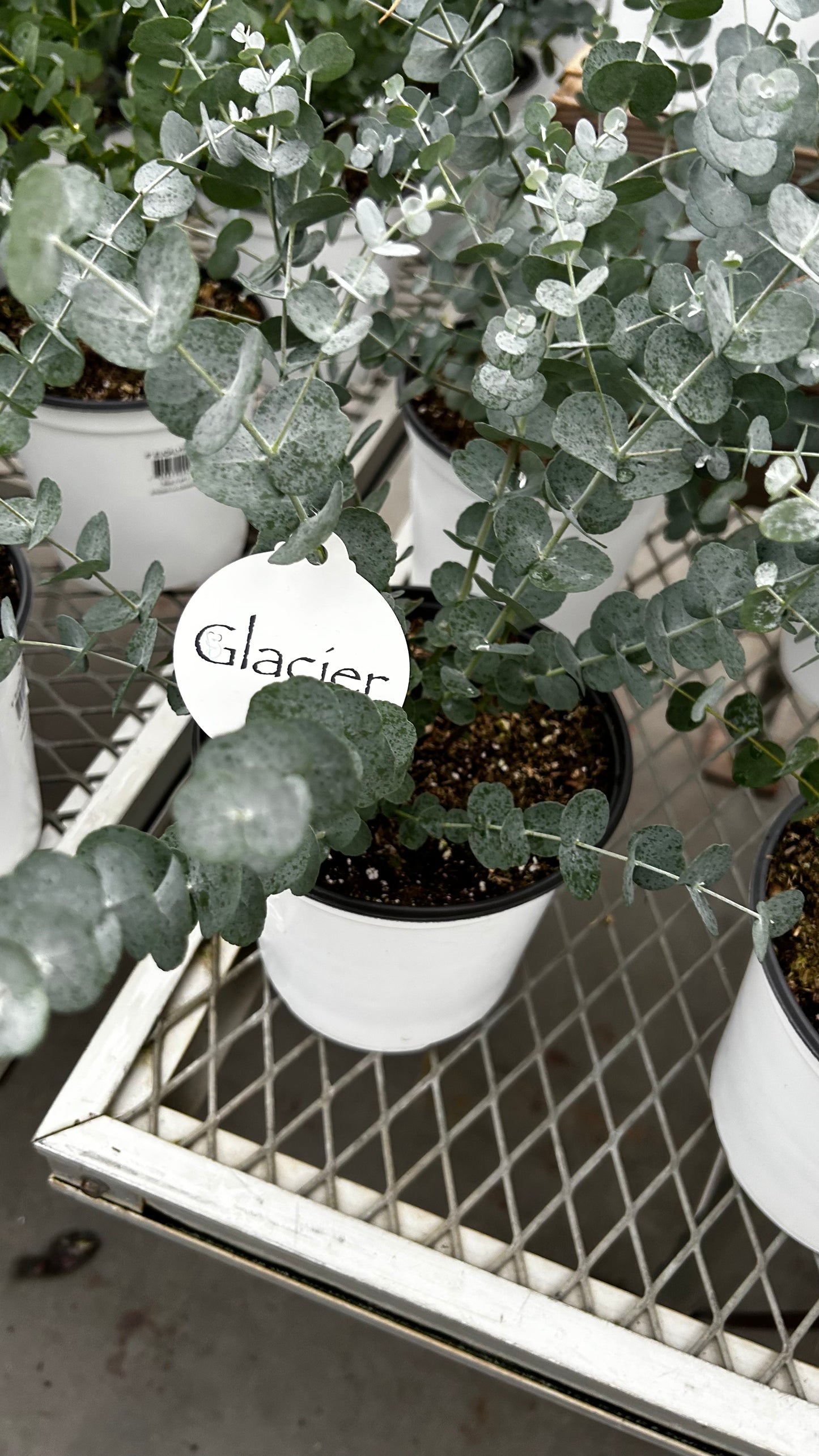 Plant, Eucalyptus, Assorted 6" Pot (Each)