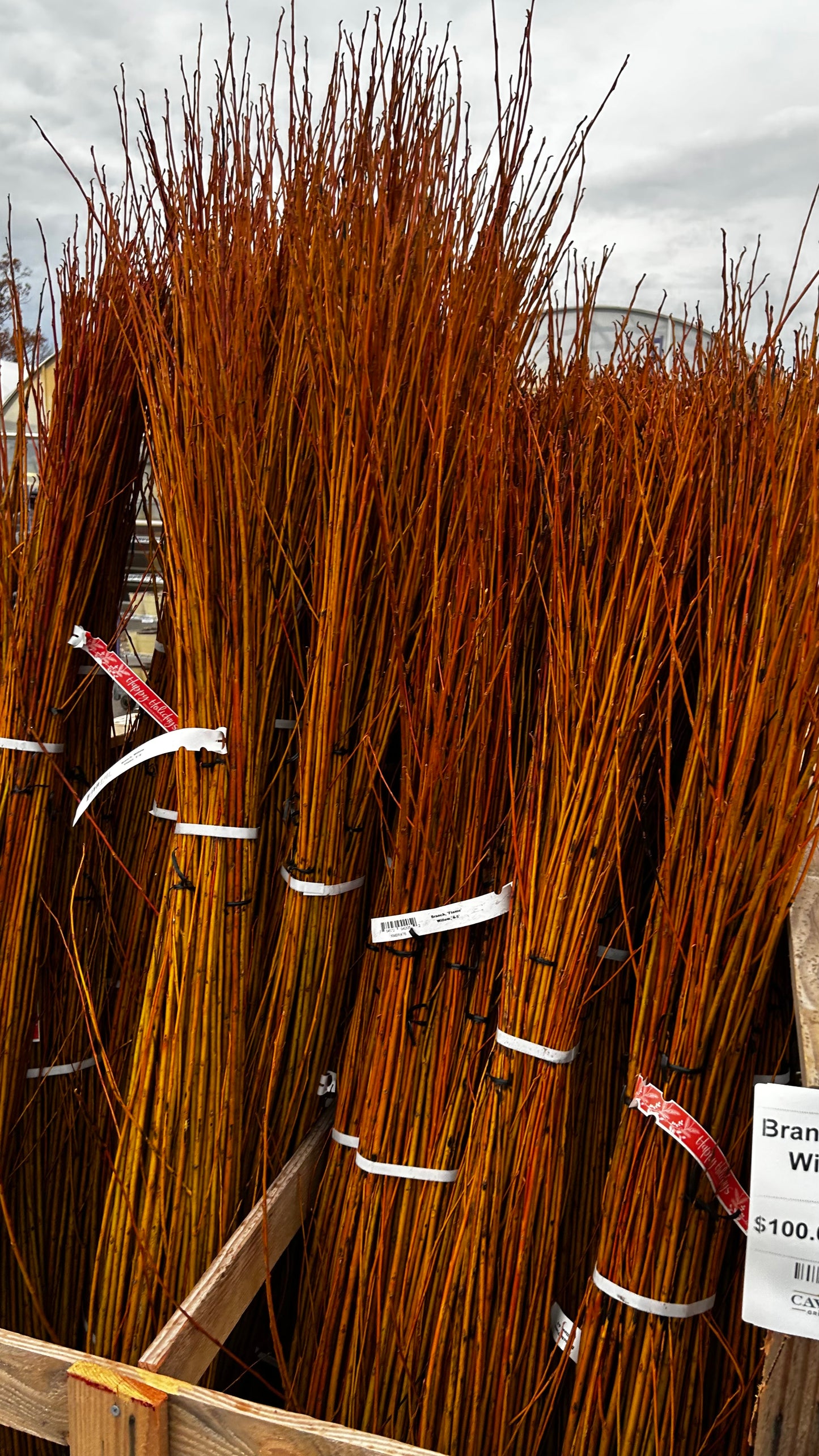 Branch, 'Flame' Willow, 3-4' (10 Branches/Bunch, 10 Bunches/Bundle) Pack of 10