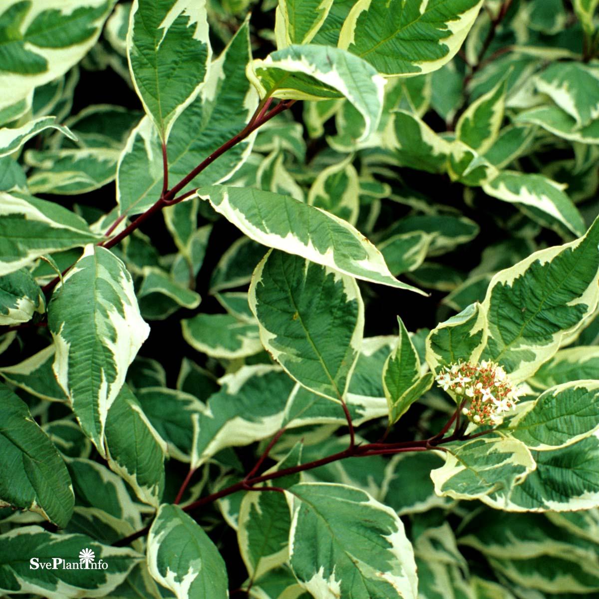 Cornus Alba Ivory Halo - View 13 from www redcrocus com