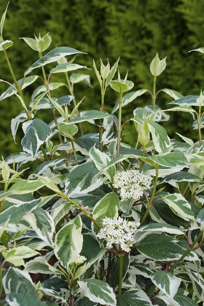 Cornus Alba Ivory Halo - View 18 from www redcrocus com