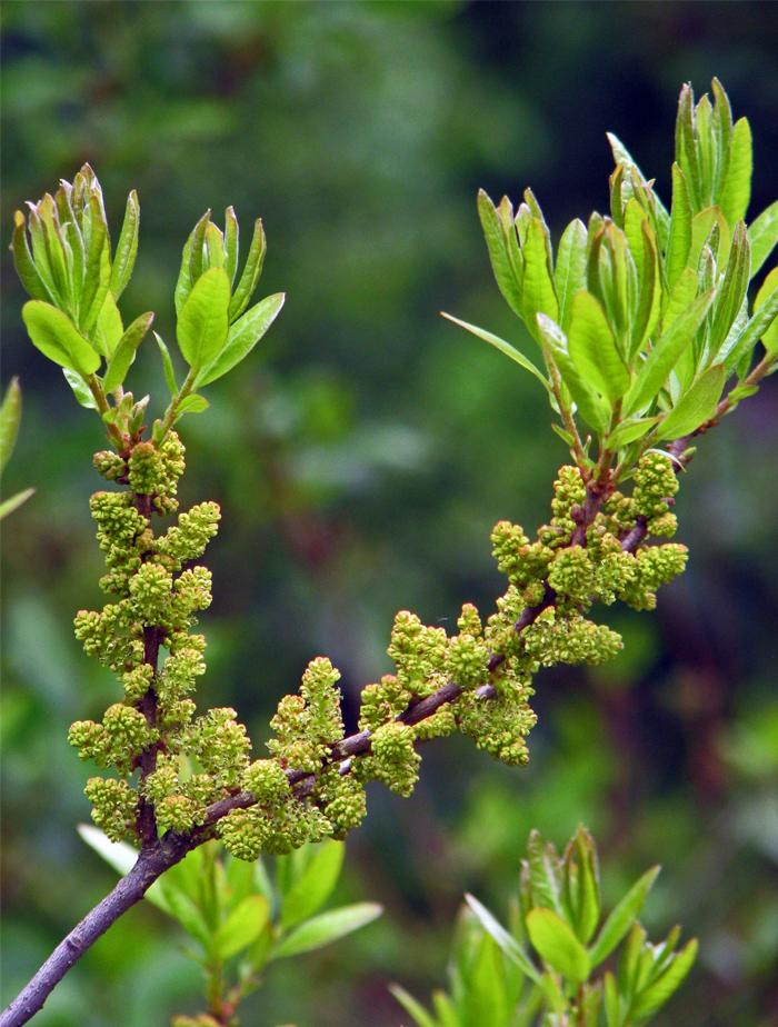 Myrica Pensylvanica - View 12 from www redcrocus com