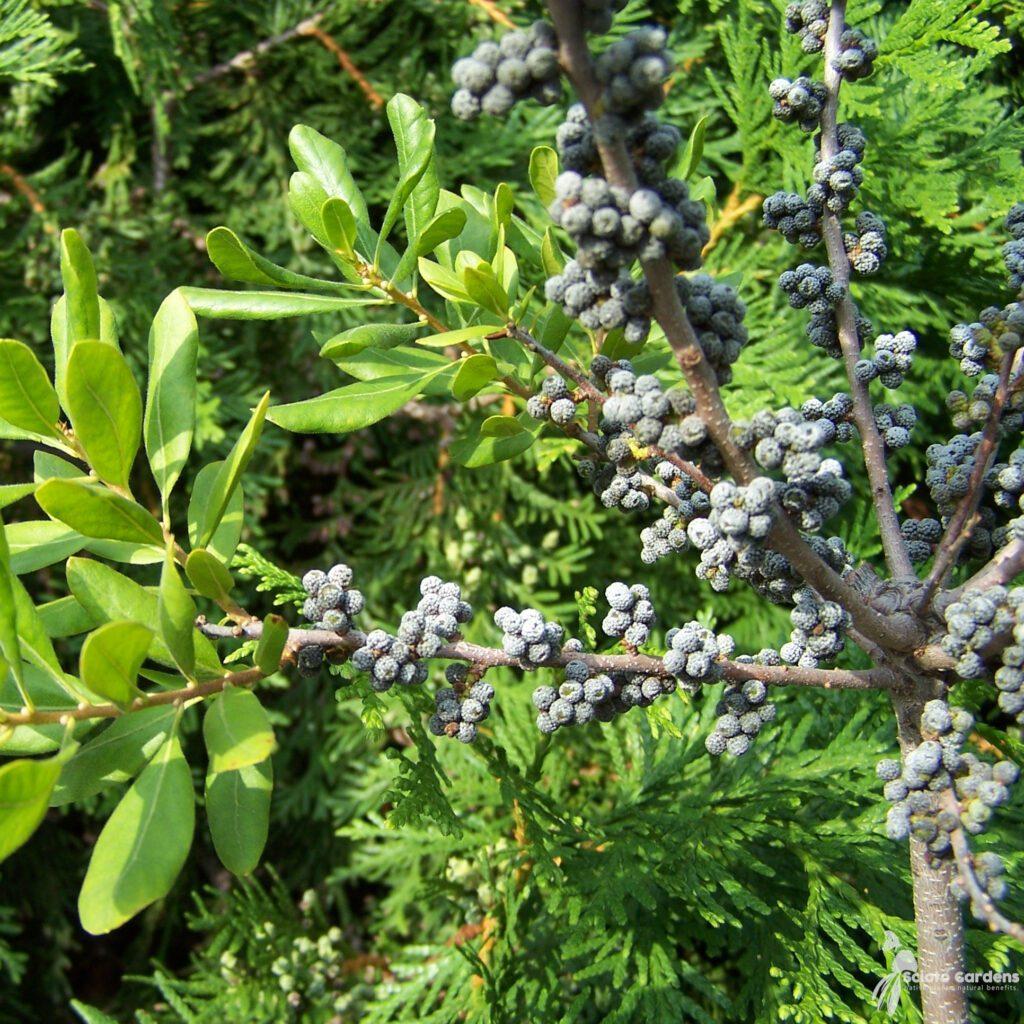 Myrica Pensylvanica - View 13 from www redcrocus com