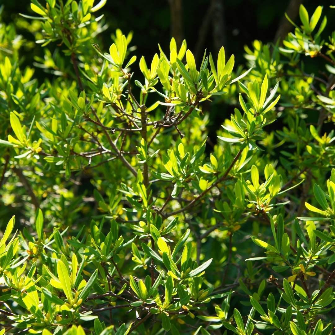 Myrica Pensylvanica - View 4 from www redcrocus com
