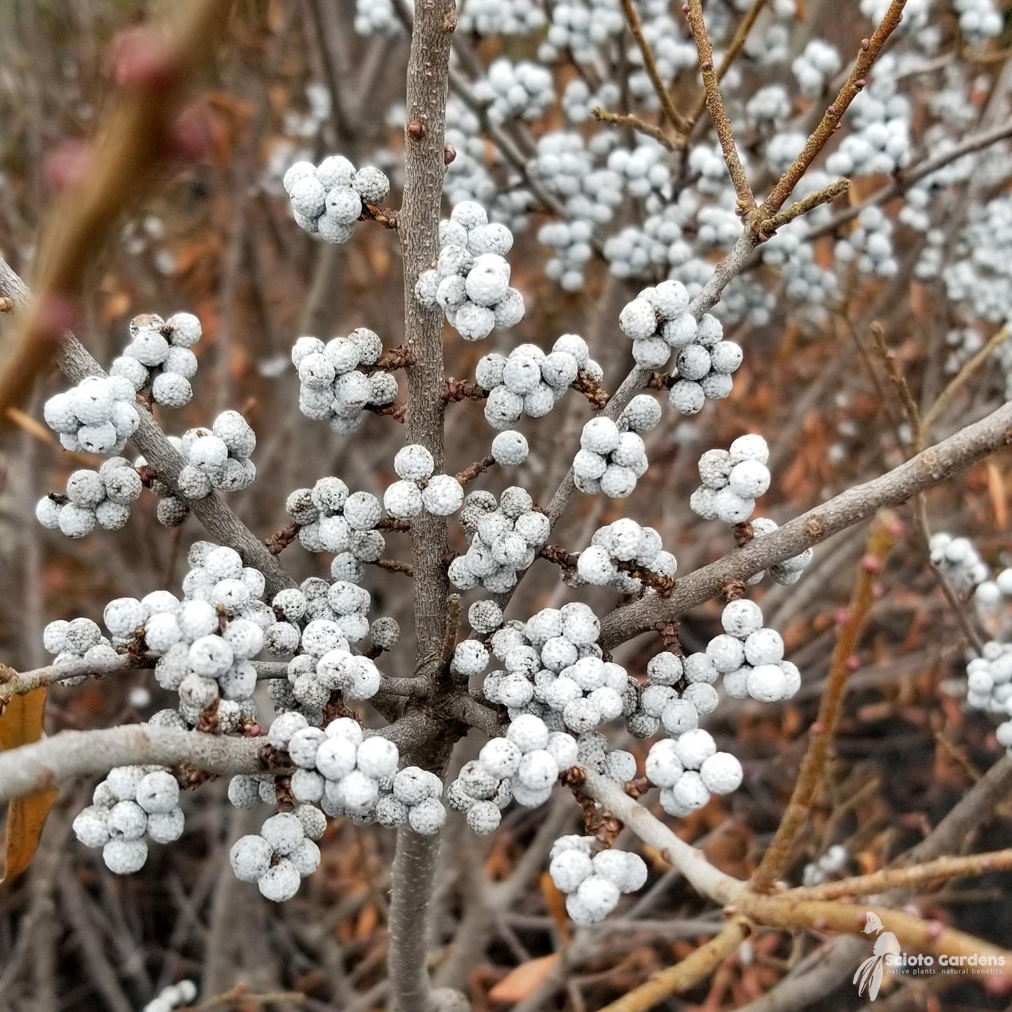 Myrica Pensylvanica - View 7 from www redcrocus com